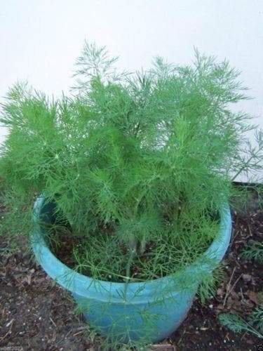 1000 ‘Bouquet Dill Seeds, (Anethum Graveolens) Heirloom Herb Seed - Caribbeangardenseed