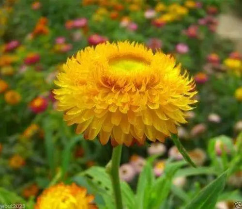 1000 STRAW-FLOWER SEEDS (Helichrysum Bracteatum Yellow) SEEDS-Strawflower ! - Caribbeangardenseed