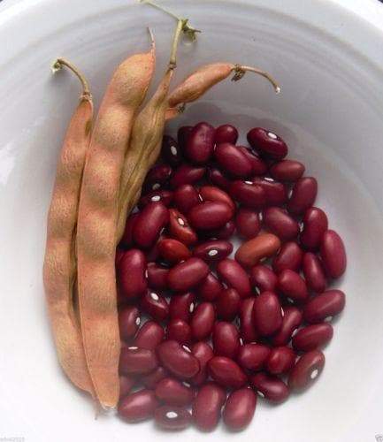 Hopi Red pole Kidney Beans. Organically Grown Heirloom Seeds ! - Caribbeangardenseed