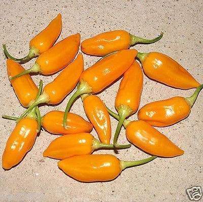 AJI HABENERO PEPPER- 1000 Seeds ( Capsicum baccatum) Medium Heat,Very beautiful - Caribbeangardenseed
