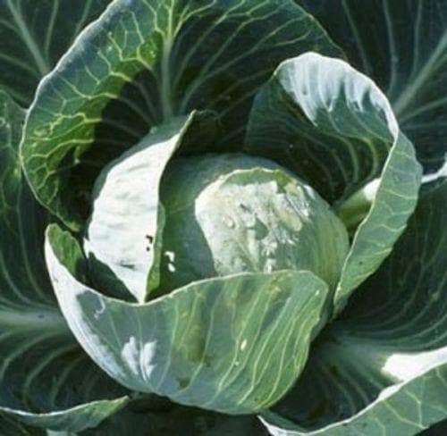All Seasons Cabbage Seeds,A very heat resistant,Hot summer - Caribbeangardenseed