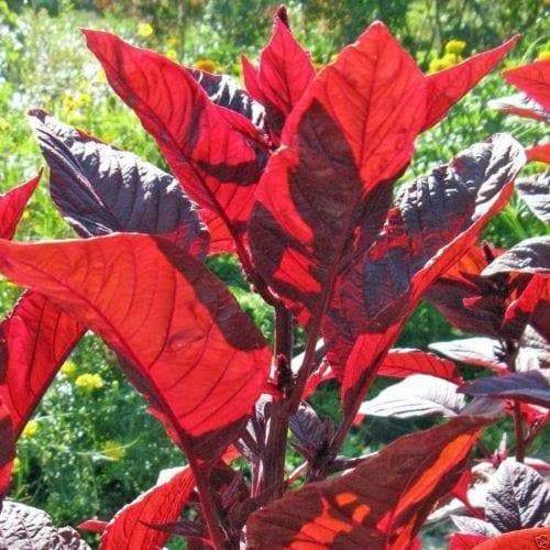 Amaranth Red Leaf -Seeds, Chinese Spinach, red calaloo, Asian Vegetable - Caribbeangardenseed