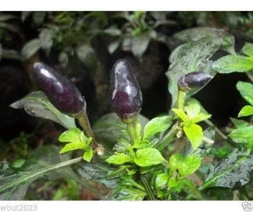 Black chili Pepper(30 Seeds) Chili Pepper ORGANIC ,Capsicum annuum - Caribbeangardenseed