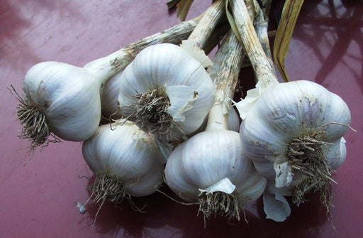 California White Garlic Seed Bulbs. - Caribbeangardenseed