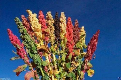 Chenopodium quinoa plant Seeds- Rainbow -Hot pink Red,Orange,Yellow,White,Green, - Caribbeangardenseed