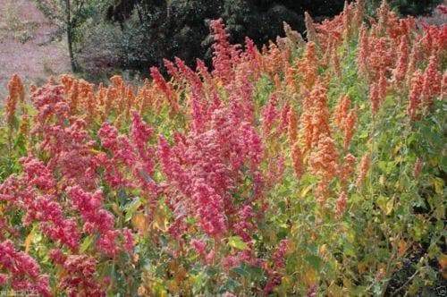 Chenopodium quinoa plant Seeds- Rainbow -Hot pink Red,Orange,Yellow,White,Green, - Caribbeangardenseed