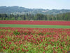 Crimson Clover Seeds,Improve Your Garden Soil,Cover-Crop,Raw Or Inoculated! - Caribbeangardenseed