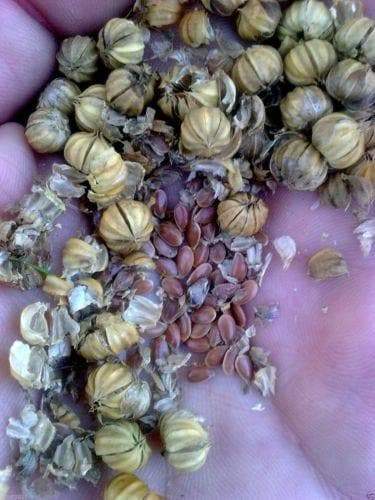 Flax Plan Seed ,Alsi Seed / Linseed / A Flower, A Vegetable, A Herb 500 Seeds ! - Caribbeangardenseed