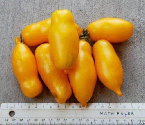 Heirloom Tomato Seeds,"BANANA LEGS Yellow /Gold - Solanum lycopersicum - Caribbeangardenseed