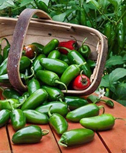 Hot Pepper Seeds - 'Jalapeno M Pepper' -Capsicum annuum - Caribbeangardenseed