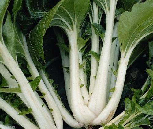 Long Bok Choi - Taisai - White Stem, 18" plant (1000 Seeds) - Asian Vegetable, - Caribbeangardenseed