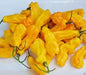 Malaysian Goronong ,Pepper Seeds (Capsicum chinense) VERY RARE ! - Caribbeangardenseed