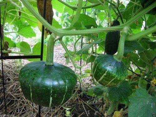Organic Non-GMO Burgess Buttercup Squash - Open-Pollinated,Winter Squash Seeds - Caribbeangardenseed