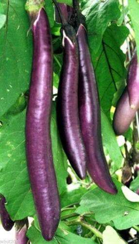 Ping Tung Long Eggplant 12-18” fruit ,Don't need to be peeled, Asian Vegetable - Caribbeangardenseed