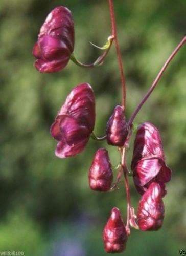 Red Wine Monkshood Seeds - Aconitum- wolf's bane, leopard's bane, women's bane! - Caribbeangardenseed