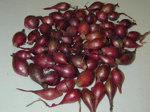 10 Shallot Sets Red OR Yellow,Perennial( Bulb) Plant spring or fall, Garden Vegetable - Caribbeangardenseed