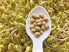 soybean for sprouting, Asian Vegetables - Caribbeangardenseed