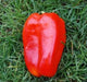 Sweet Chinese Giant Bell Pepper-30 Seeds, Capsicum annuum~asian vegetable - Caribbeangardenseed