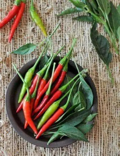THAI RED HOT CHILI PEPPER,,Chili, Hot,Heirloom pepper - Caribbeangardenseed