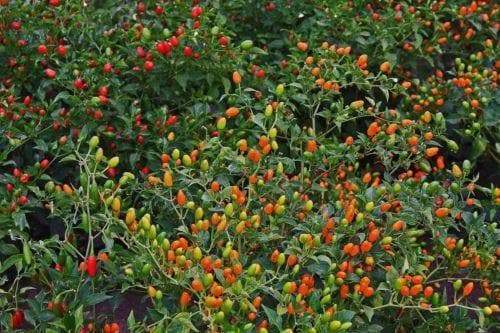 Tiny brilliantly red chile peppers ,Chile Pequin Peppers,Capsicum annuum - Caribbeangardenseed