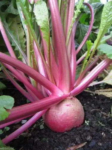 Red Round Japanese Turnip seed, asian Vegetable - Caribbeangardenseed
