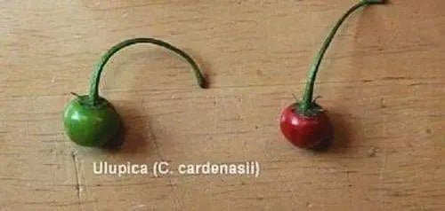 Ulupica Hot Pepper Capsicum cardenasii,10 Seeds, FROM Bolivia , extremely rare. - Caribbeangardenseed