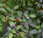 Vietnamese Multi color ,Chili Pepper SEEDS (Capsicum annuum) ,Asian Vegetable - Caribbeangardenseed