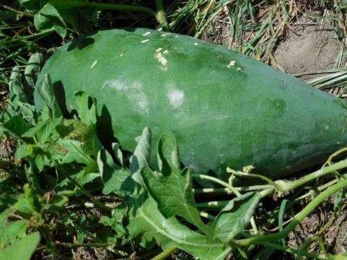 Watermelon seeds --Ancient-- non-GMO Heirloom Seeds (Bright Red Flesh) fruits - Caribbeangardenseed