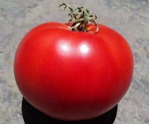 TOMATO , Super Sioux , 50 Seeds ,HEIRLOOM - Caribbeangardenseed