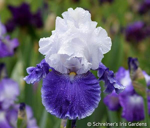 Drifting bearded iris, Perennial Plant Rhizome - Caribbeangardenseed