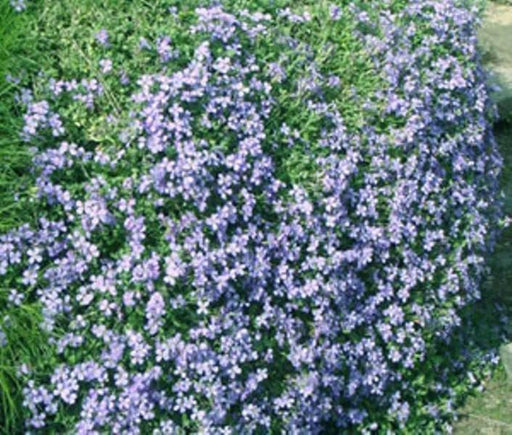 Rock Cress Flowers Seed ,Aubrieta Pale Blue ,ground cover - Caribbeangardenseed