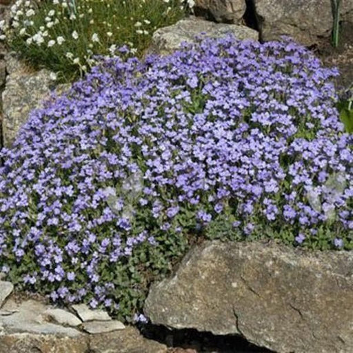 Rock Cress Flowers Seed ,Aubrieta Pale Blue ,ground cover - Caribbeangardenseed