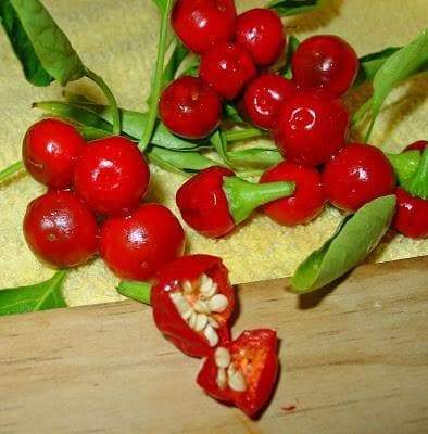 Nosegay pepper (Capsicum: Annuum ) Edible ,Ornamental, Pretty - Caribbeangardenseed