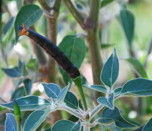 Black Cobra Pepper,Capsicum annuum, HOT - Caribbeangardenseed