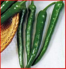 Ten-pu-la Sweet Pepper Seeds. Capsicum annuum, ASIAN VEGETABLES - Caribbeangardenseed