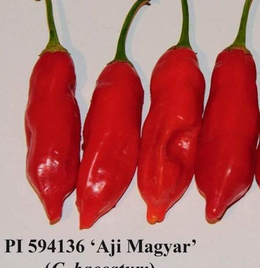 Aji Magyar PI 594136, (Capsicum baccatum) - Caribbeangardenseed
