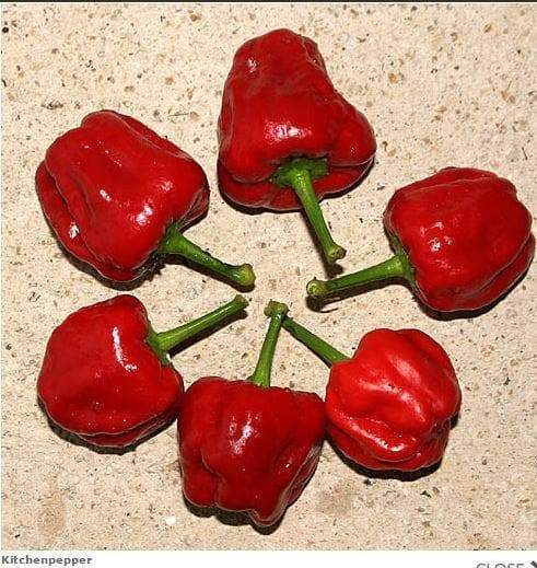 Kitchen Pepper Seeds - Caribbeangardenseed