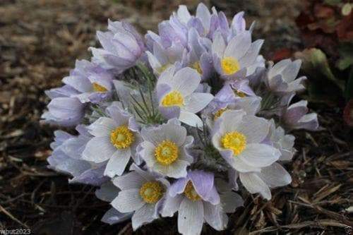 Anemone Pasque Flowers Seeds-White,Perennial ! - Caribbeangardenseed