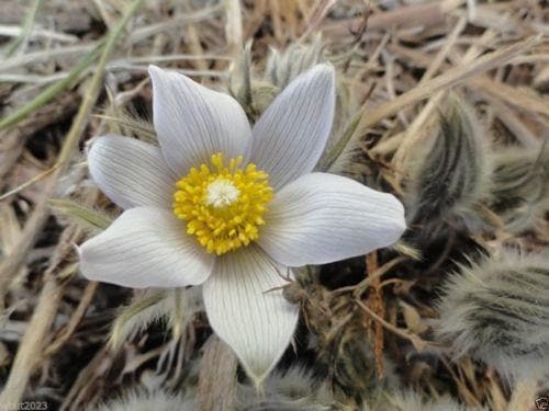 Anemone Pasque Flowers Seeds-White,Perennial ! - Caribbeangardenseed