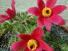 ANEMONE PULSATILLA Seeds~Red Bell (Pasque Flowers) 50 seeds ,Perennial ! - Caribbeangardenseed