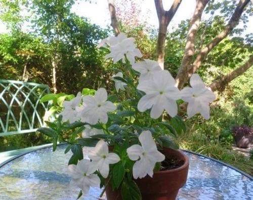 Browallia Flowers Seeds (Silver Bell) Great for shade - Caribbeangardenseed