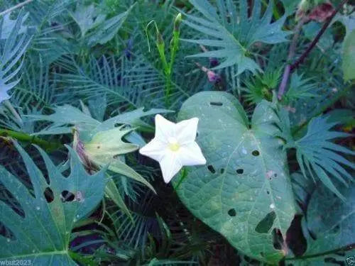 Cypress Vine White (Ipomoea Pennata WHITE) Hummingbird Vine and Star Glory ! - Caribbeangardenseed