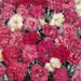 Dianthus FLOWERS Seed - Spring Beauty, Fragrant - Caribbeangardenseed