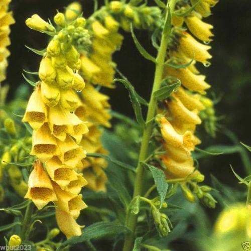 Foxglove Seeds- Yellow- 200 Seeds this is the true perennial species,Digitalis - Caribbeangardenseed