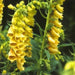 Foxglove Seeds- Yellow- 200 Seeds this is the true perennial species,Digitalis - Caribbeangardenseed