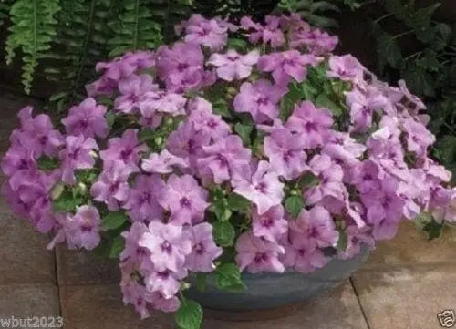 Impatiens XTREME TANGO MIx-Flowers Seed-Great In Baskets,Containers,windowboxes - Caribbeangardenseed