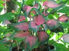 Caladium Florida Sweetheart ( 5 Bulbs) tropical foliage plants - Caribbeangardenseed