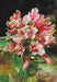Peruvian Lily Seeds(ALSTROEMERIA psittacina 'Mona Lisa')Great cut flowers ,Perennial - Caribbeangardenseed
