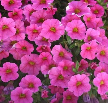 Petunia flowers Seed, Petunia nana compacta (Pink) Wildflowers - Caribbeangardenseed