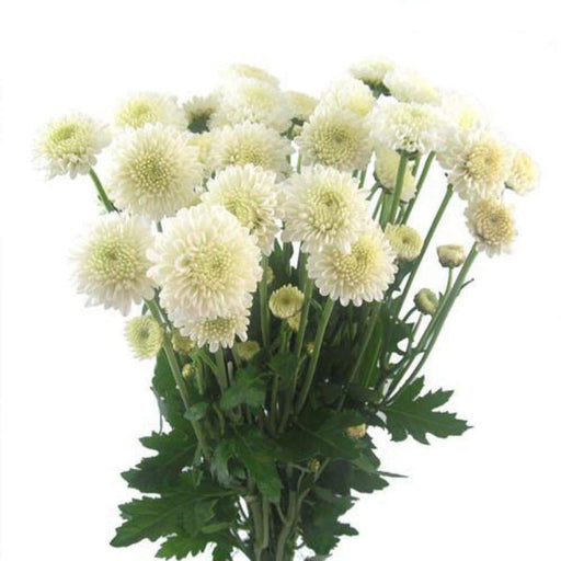 Aster Flowers Seeds,Pompon White -Tall Pompon - Caribbeangardenseed